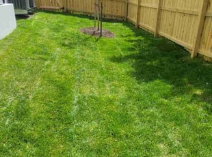 Megan C.'s turf care service result
