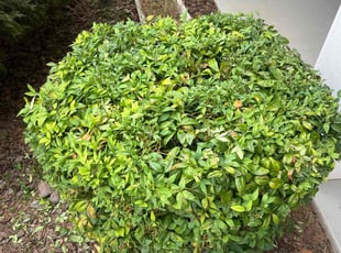 Richard K.'s Bush Trimming service result