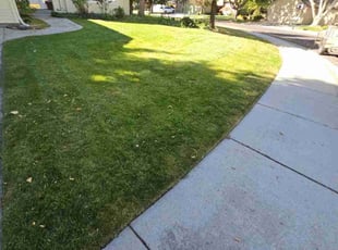 Dorrothy L.'s turf care service result