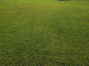 Vijay R.'s turf maintenance service result