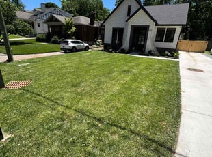 Olivia W.'s grass maintenance service result