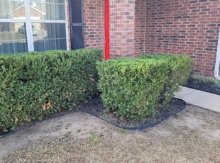 Chrisa H.'s Bush Trimming service result
