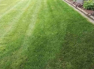 Eunice B.'s turf care service result