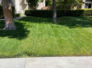 Sonya H.'s lawn care services service result