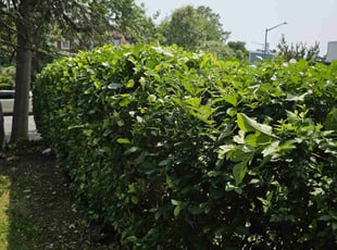 Richard T.'s Bush Trimming service result