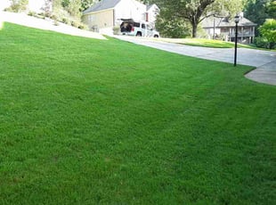 Caroline P.'s grass maintenance service result