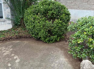 Alesia B.'s Bush Trimming service result