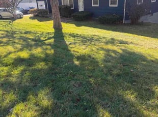 Curtis M.'s Leaf Removal service result