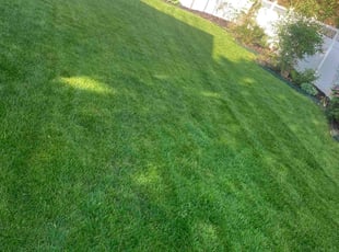 Pamela C.'s turf care service result