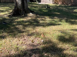 Marge B.'s lawn maintenance service result