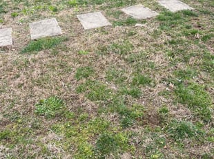 Dana S.'s Bush Trimming service result