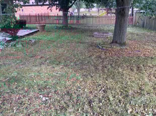Alicia K.'s Bush Trimming service result