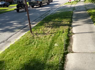 Robert J.'s Bush Trimming service result