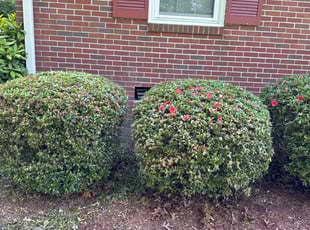 Ellen U.'s Bush Trimming service result