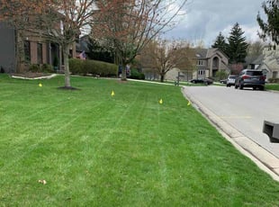 Toni R.'s yard maintenance service result