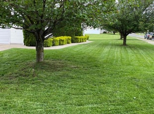 Anita M.'s turf care service result
