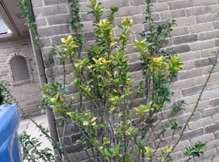 Rex C.'s Bush Trimming service result