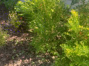 Praneeth C.'s Bush Trimming service result