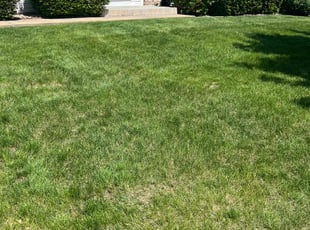 Todd B.'s lawn maintenance service result