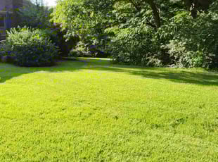 Cynthia M.'s turf care service result