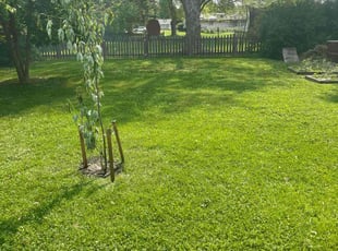 Ira B.'s lawn service service result