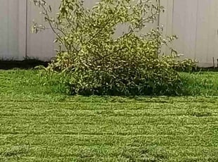 Kathy J.'s grass maintenance service result