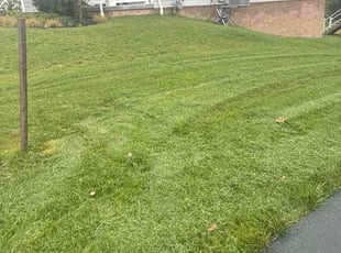 Adam S.'s turf maintenance service result