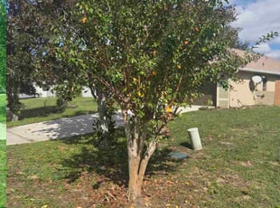 Jose B.'s Bush Trimming service result