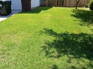 Diane M.'s grass cutting service result