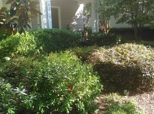 Jay H.'s Bush Trimming service result