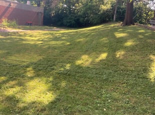 Michael S.'s Bush Trimming service result