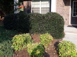 Leon D.'s Bush Trimming service result