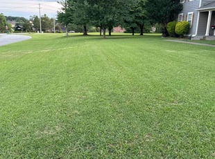 Susan H.'s lawn maintenance service result
