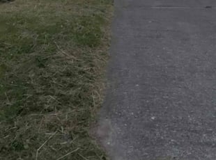 Ashlyn C.'s lawn care service result