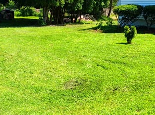 Jakarra H.'s turf care service result