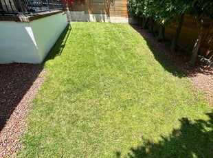 Dan R.'s turf care service result