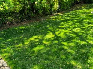 Karen c.'s lawn maintenance service result