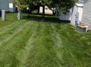 Lorene F.'s turf care service result