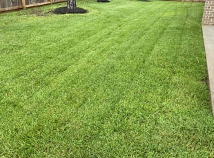 Carmen G.'s grass maintenance service result