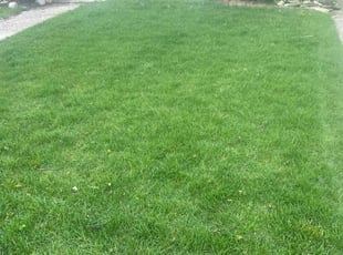 Alejandra R.'s lawn maintenance service result