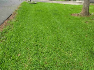 Deborah W.'s lawn care services service result