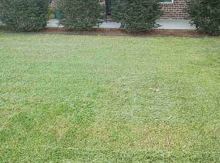 Jenny A..'s grass cutting service result