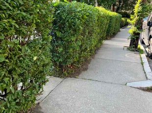 Drew N.'s Bush Trimming service result