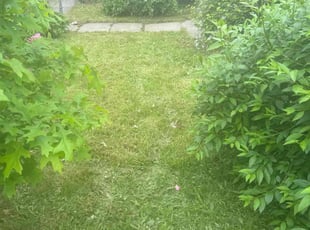 Kay B.'s lawn service service result