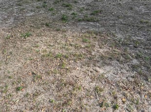 Anoh K.'s Leaf Removal service result