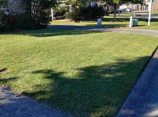 Shawana F.'s grass maintenance service result