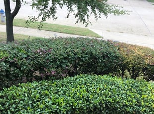 John W.'s Bush Trimming service result