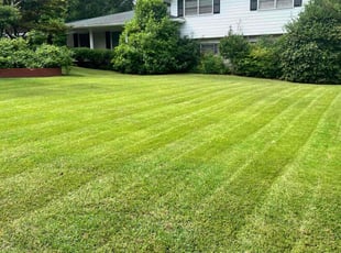 Adraine K.'s turf care service result