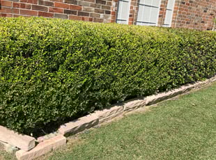 Kathleen M.'s Bush Trimming service result