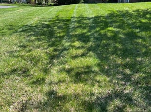 Maurice D.'s turf care service result